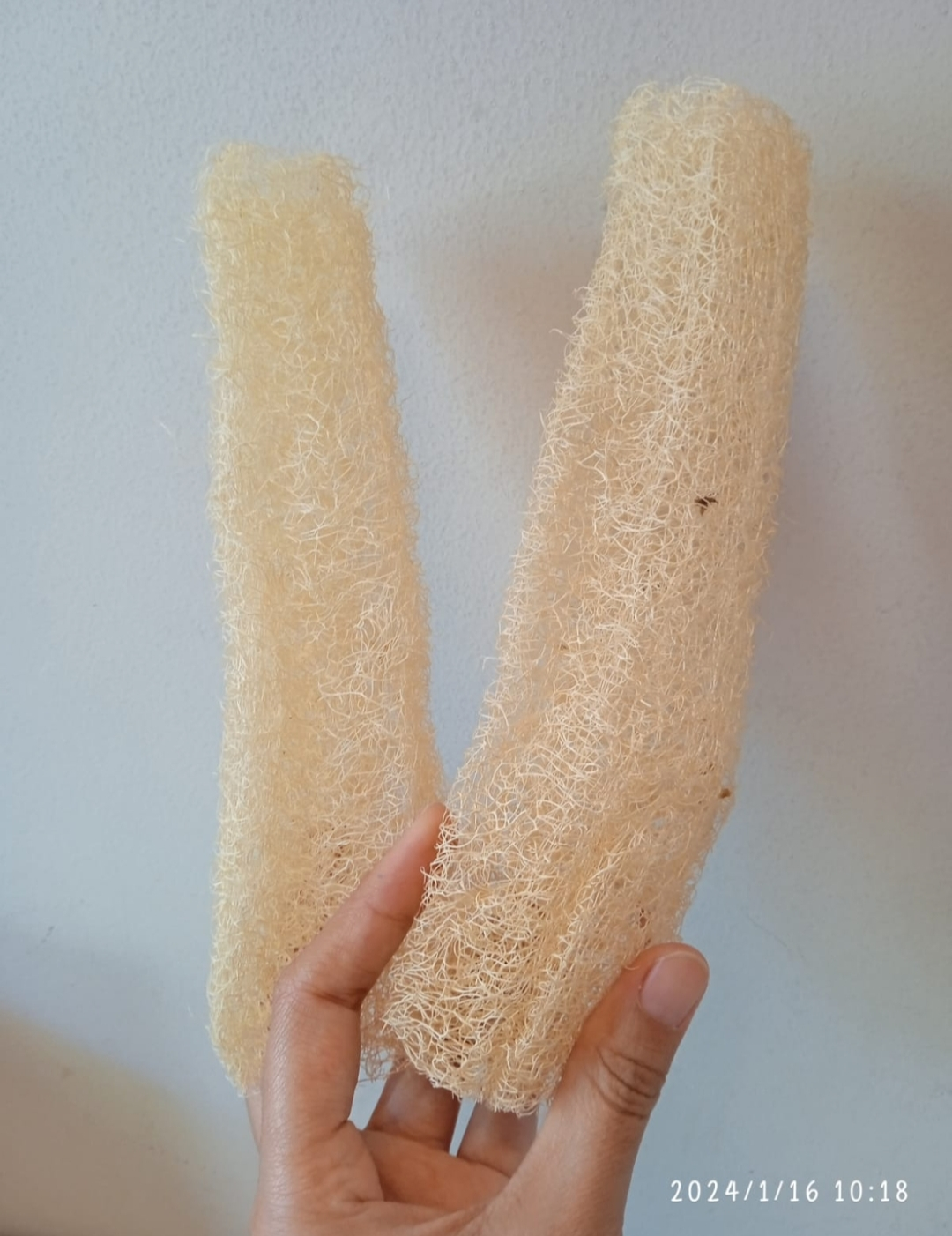 Loofah / Gambas